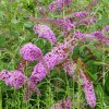 Buddleja Pink Delight