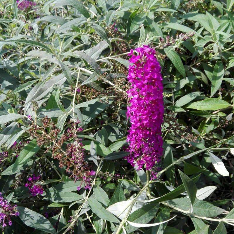 Buddleja Royal Red