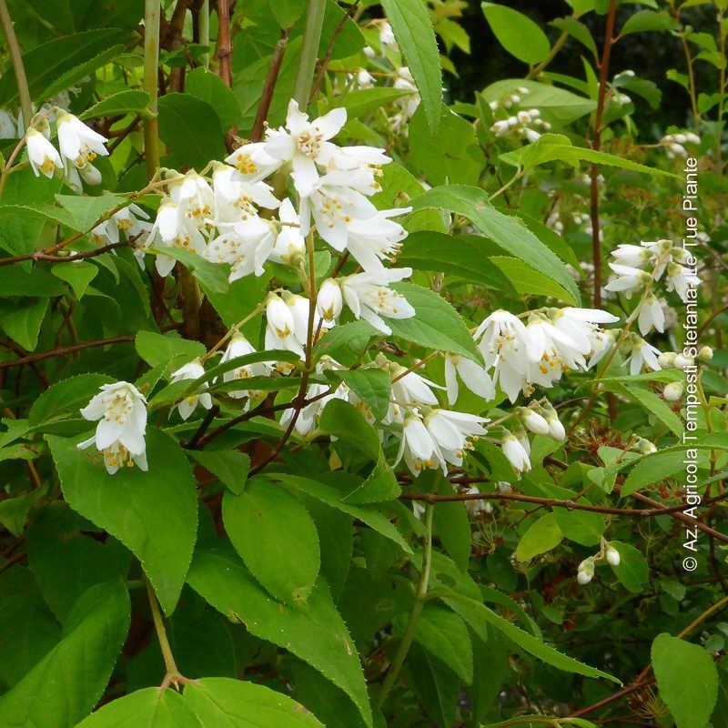 Deutzia Magnifica
