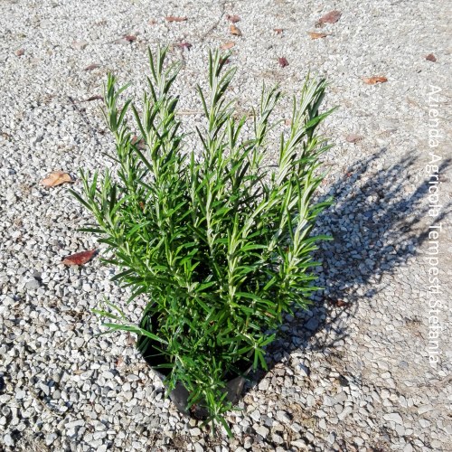Rosmarino officinale - altezza 30-40 cm, vaso 16
