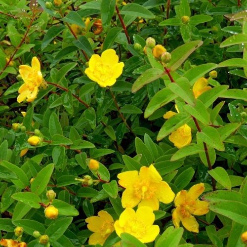 Hypericum Hidcote - altezza 20-30 cm, vaso 7