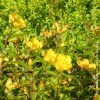 Hypericum Hidcote