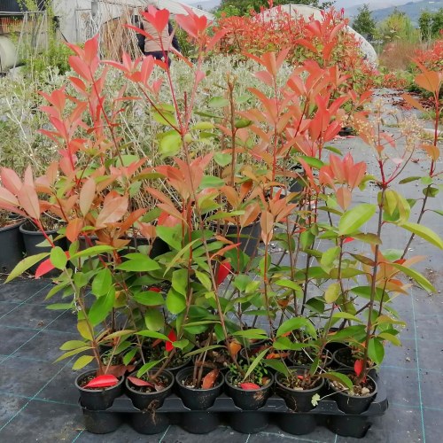 Photinia Red Robin, altezza 30-40 cm, vaso 8