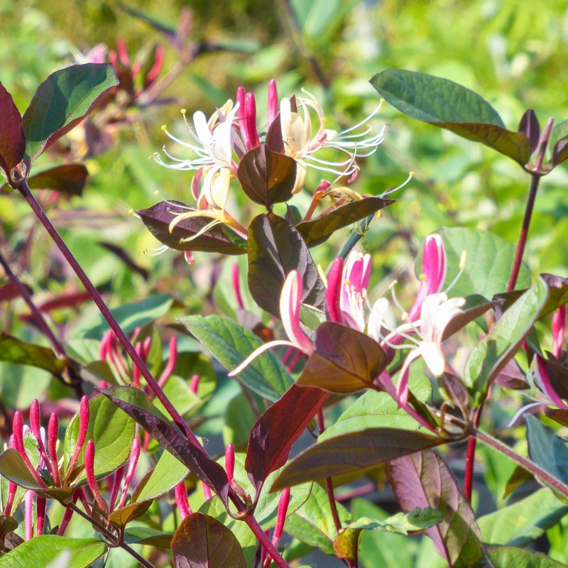 Lonicera Japonica var. Chinensis