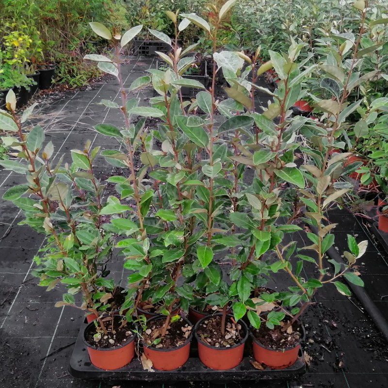 Eleagnus Ebbingei - Altezza 40-60 cm, vaso 13