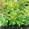 Euonymus Variegato