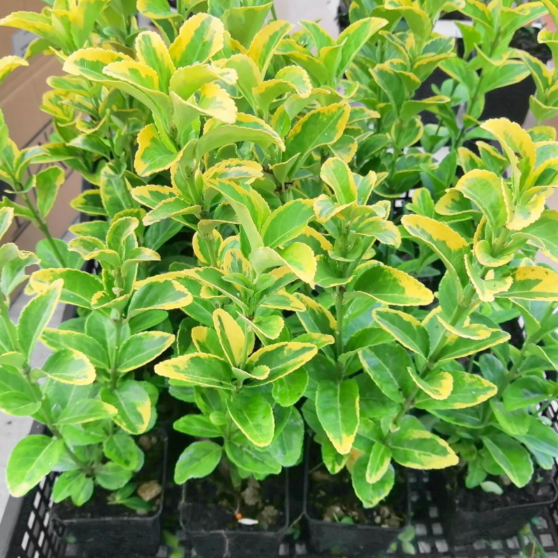 Euonymus Variegato