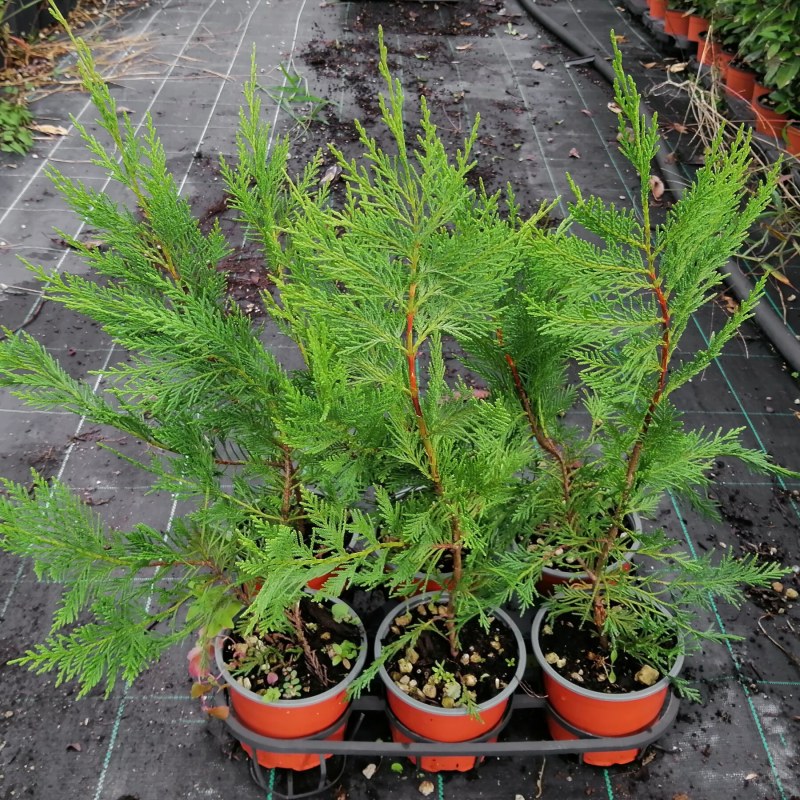 Cupressocyparis leylandii