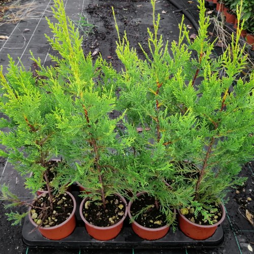 Cupressocyparis Leylandii Castlewellan Gold - Altezza 40-60, vaso 13