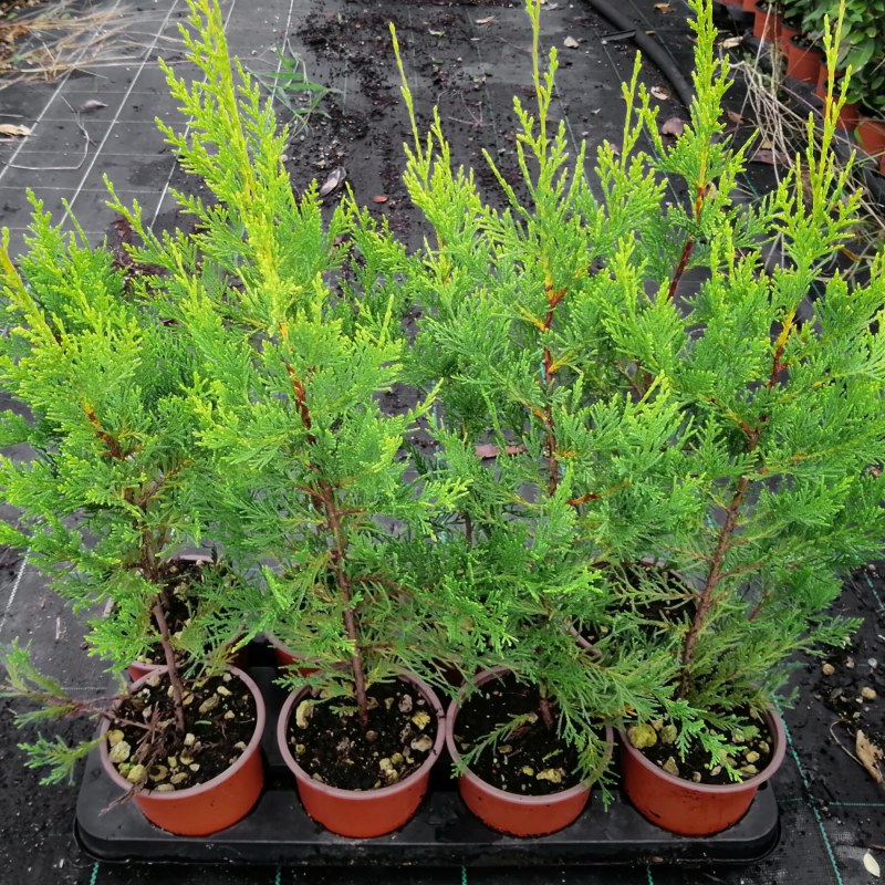 cupressocyparis leylandii castlewellan gold