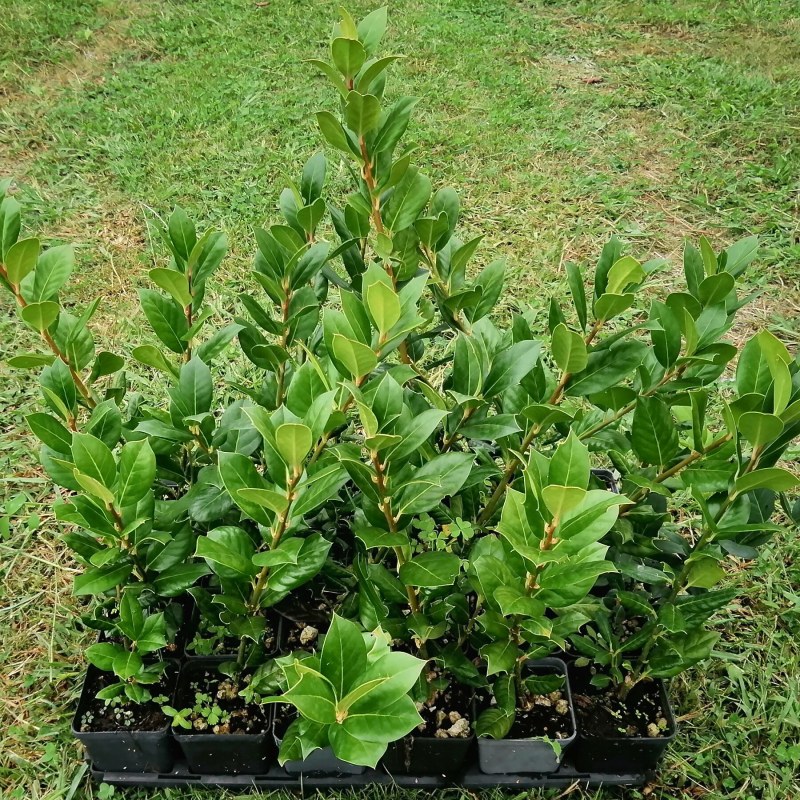 Ligustro japonicum - altezza 60-80 cm, vaso 16