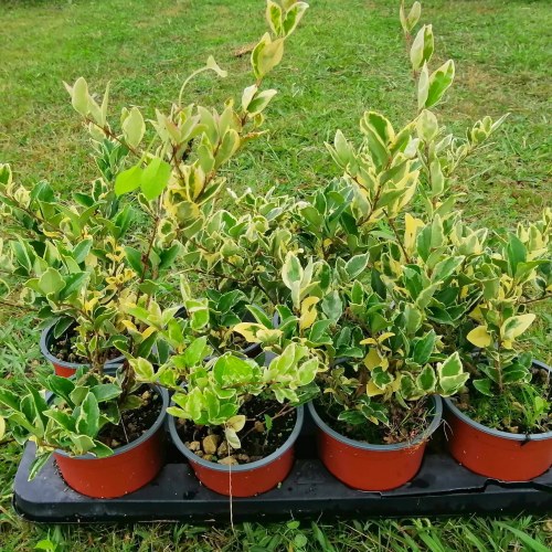 Ligustro Texano Variegato - altezza 20-30 cm, vaso 13