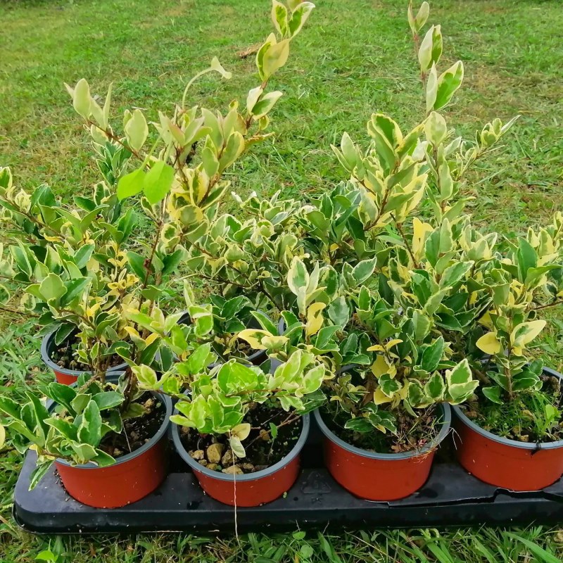 Ligustro Texano Variegato