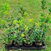 Osmanthus Aquifolium - altezza 30-40 cm, vaso 13
