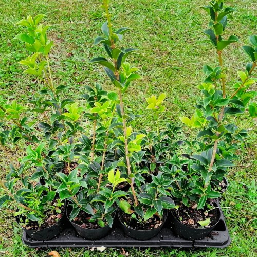 Osmanthus Aquifolium