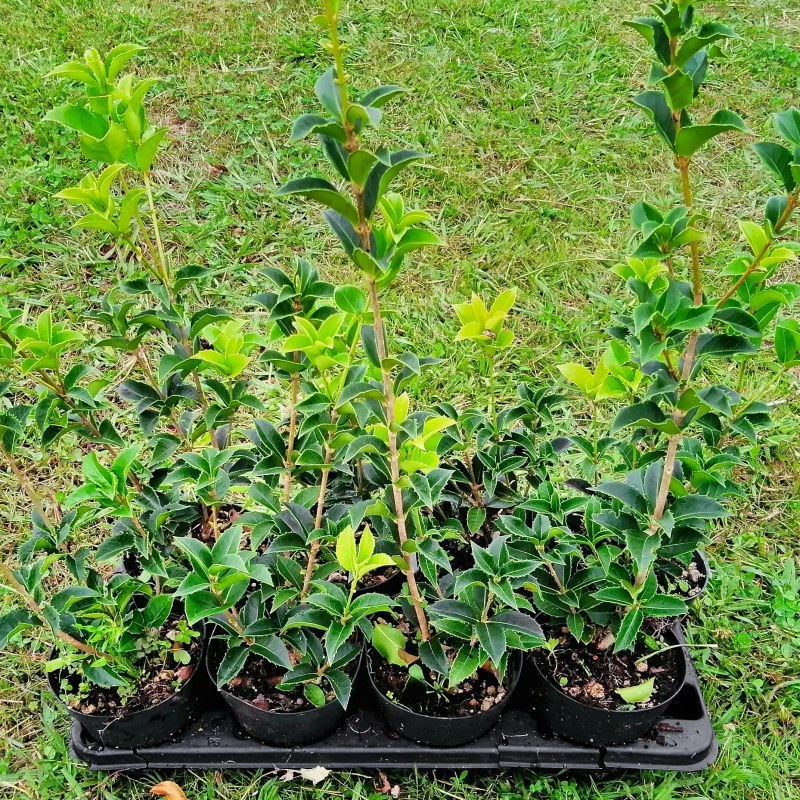 Osmanthus Aquifolium - altezza 30-40 cm, vaso 13