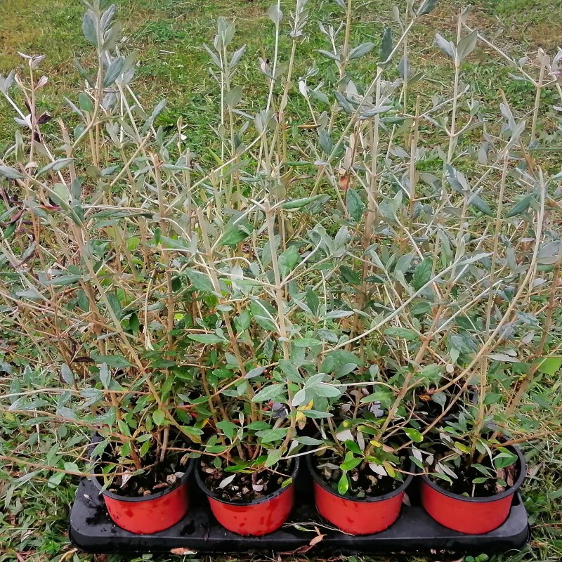 Teucrium Fruticans