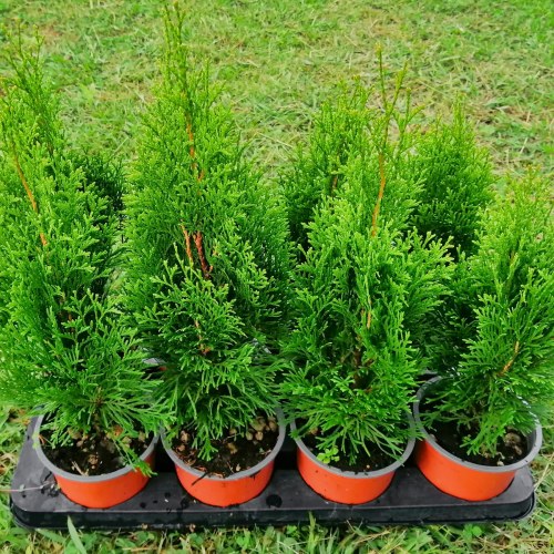 Thuja Smaragd- altezza 30-40 cm, vaso 13