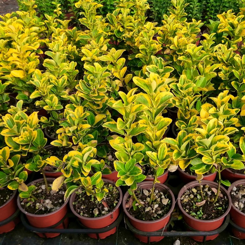 Euonymus Variegato