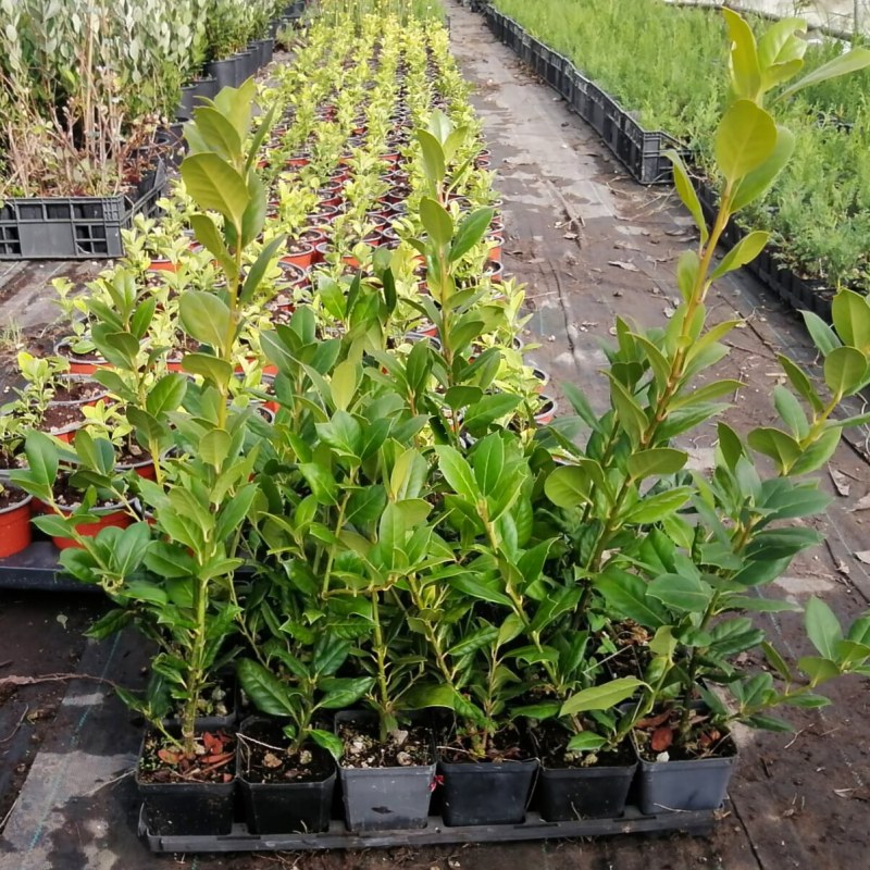 Agrifoglio Nellie Stevens