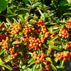 Pyracantha Navaho, altezza 10/20 cm, vaso 8
