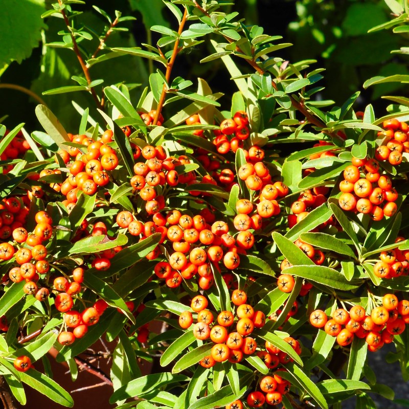 Pyracantha Navaho, altezza 10/20 cm, vaso 8