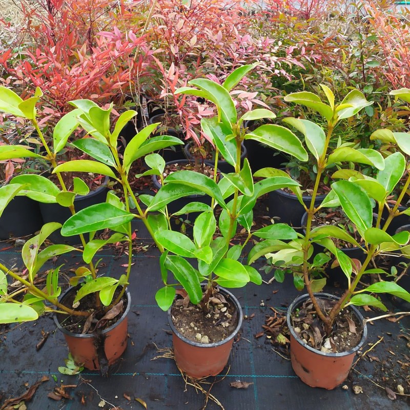 Viburnum Lucidum