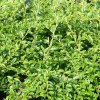 Cotoneaster Salicifolius repens