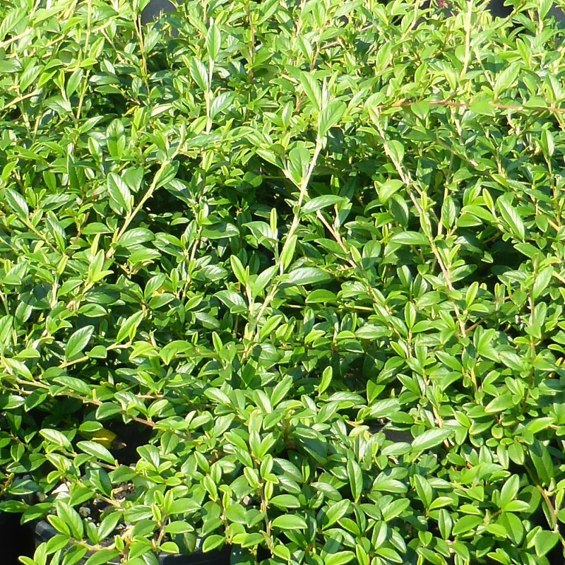 Cotoneaster Salicifolius repens