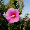 Hibiscus Syriacus Woodbridge