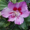 Hibiscus Syriacus Hamabo