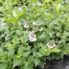 Hibiscus Syriacus Red Heart