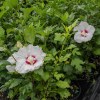 Hibiscus Syriacus Red Heart