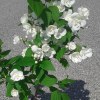 Philadelphus Virginalis