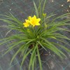 Hemerocallis Stella de Oro