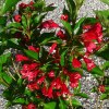 Weigela Bristol Ruby