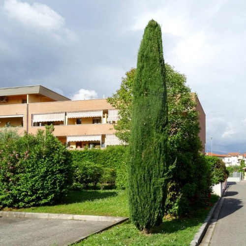 Cupressus sempervirens