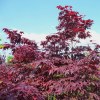 Acero Palmatum Rosso