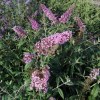 Buddleja Pink Delight