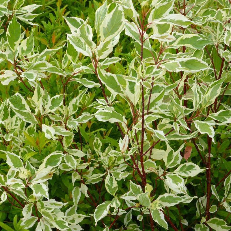 1 Cornus Alba Elegantissima