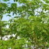 Albizia