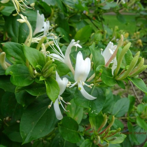 Lonicera Caprifolium