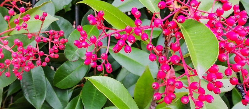 Photinia Red Robin, per una siepe elegante e colorata